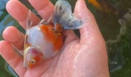 金鱼爆料视频大全集下载,揭秘幕后真相，带你领略网络风云