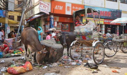 印度小摊爆料视频大全,美食与生活的独特融合
