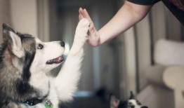 抖音狗狗大罗莉爆料视频,萌宠日常，欢乐无限