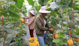 网红回村吃瓜,揭秘乡村生活新风尚