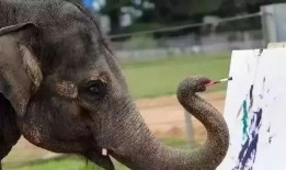 娱乐吃瓜酱大象鼻子,揭秘娱乐圈的神秘面纱