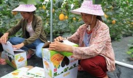 网红回村吃瓜,揭秘乡村生活新风尚