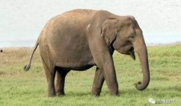 娱乐吃瓜酱大象鼻子,揭秘娱乐圈的神秘面纱