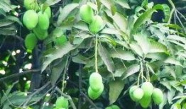 南宁芒果树爆料事件视频,揭秘背后真相