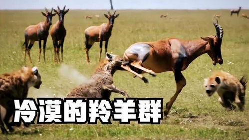 羊了羊娱乐吃瓜